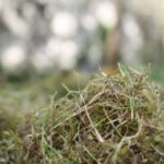 rp_gartenmoerder2-300×200.jpg