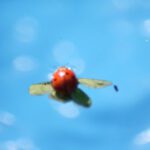 Käfer im Becken