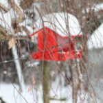 rp_vogelhau-300×200.jpg