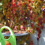 Herbstimpressionen 1