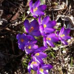 rp_IMG_0241-224×300.jpg