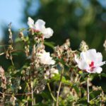 Der goldene Spätsommer