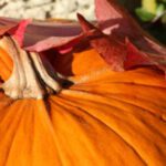 rp_herbstIMG_4342-300×200.jpg