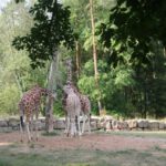 Frühstück bei den Giraffen