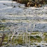 rp_131209elch-300×200.jpg