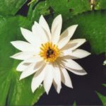 lotusbluete