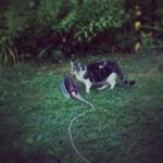 d52818d6fc0f11e28ad722000a9f1498_7