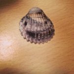 10424622_764751403569385_1289645452_n