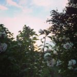 531f2c9219a211e4881bf45214cbf7ce_8