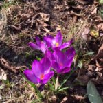 Frühlingsboten im Garten