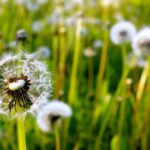Was ist Glück? Foto: jen_deeb / pixabay
