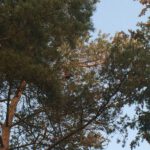 Da schlummert es und rührt sich nicht – rc logger eye xtreme im Baum