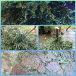Den Weihnachtsbaum entsorgen – was man daraus machen kann