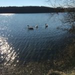 Schwäne auf dem Brombachsee
