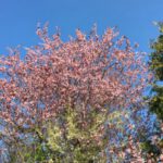 Ein Hauch von Frühling