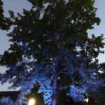 Der Apothekersgarten wirkt teilweise gespenstisch