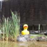 Naturbadesee mit Badeente