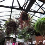 Pflanzen im Café des Kunst Haus Wien