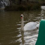 centerpark_schwan