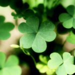 Ein kleiner Beitrag zum Glück – Foto (c) manseok @pixabay