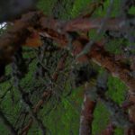 Mavic Pro hängt im Baum – wie bekommen wir sie aus 5 Meter Höhe herunter?