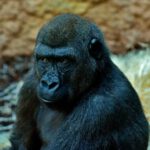 MailChimp stellt Anmeldeverfahren um – Foto (c) Alexas_Fotos @pixabay