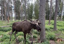 Warum der Virum Elchpark das perfekte Familienabenteuer für einen Urlaub mit Kindern ist Die Elche verfolgen die Safari-Wagen im Virum Älgpark