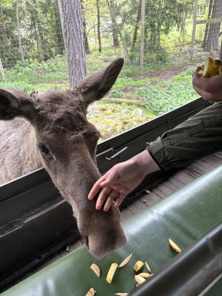 Auf Tuchfühlung im Virum Älgpark